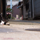瀬戸内のねこ
