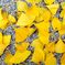 gingko leaves in shinsaibashi