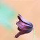DPP_67121