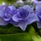 花・草木/ヤマアジサイ
