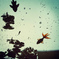 fish in the sky