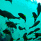 fish  blue