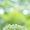 Happiness of June