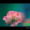 自宅に咲いた唯一の薔薇