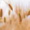 麦秋 | Golden wheat