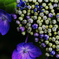 紫陽花