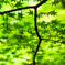 秋まで新緑