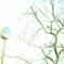 white Hokkaido 2005