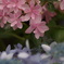 紫陽花