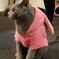 ねこ？うさぎ？