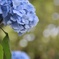 紫陽花