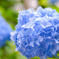 hydrangea