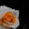 薔薇
