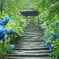 紫陽花の路　明月院