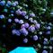 傘と紫陽花と雨。