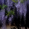 花魁