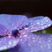 紫陽花
