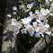 桜 IMGP4810