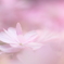 Pure Pink