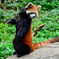 レッサーパンダ