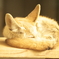 fennec