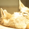 fennec