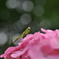 お花見