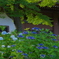 観音寺の紫陽花