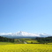 菜の花と鳥海山