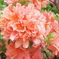 家の花１