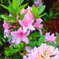 家の花3