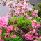 家の花4