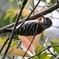 初の野鳥撮影
