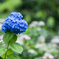 Blue hydrangea