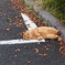 箱根の猫１