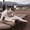 箱根の猫２