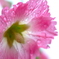 水も滴るｲｲお花