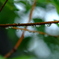梅雨の朝