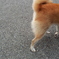 尾