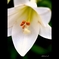 ユリの花