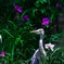 20130607-IMG_3505