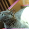 美しい猫