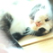 お昼寝