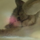 ふにゃあ