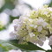Hydrangea