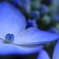 紫陽花