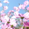 花１