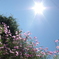 花２
