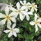 名の知らぬ花