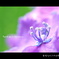 【紫陽花の上の雨雫】